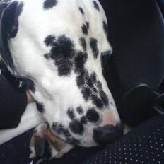 Dalmatiner Allivalit Botha