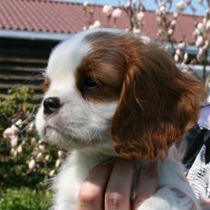 Cavalier king charles spaniel BC Jubilee Jaii