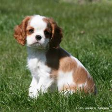Cavalier king charles spaniel BC Jubilee Jaii