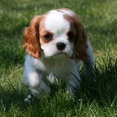 Cavalier king charles spaniel BC Jubilee Jaii