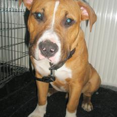 Amerikansk staffordshire terrier kaos Solgt