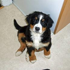 Berner sennenhund Minnie