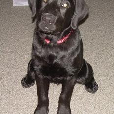 Labrador retriever Bella