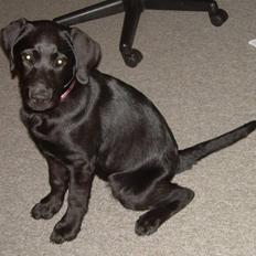 Labrador retriever Bella