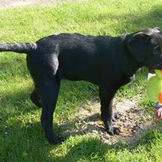 Labrador retriever Bella