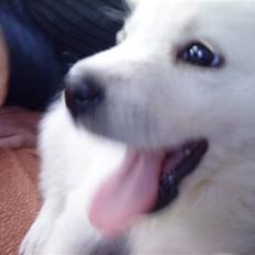 Blanding af racer Baloo