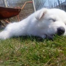 Blanding af racer Baloo