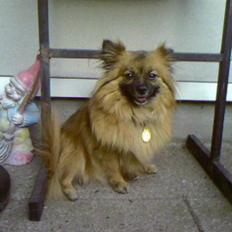 Blanding af racer sussi