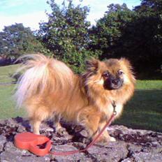 Blanding af racer sussi