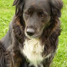 Blanding af racer Tessie