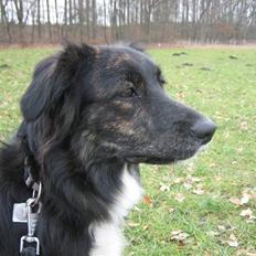 Blanding af racer Tessie