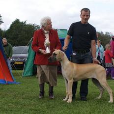 Grand danois Grand de feld´s Qeeza R.I.P