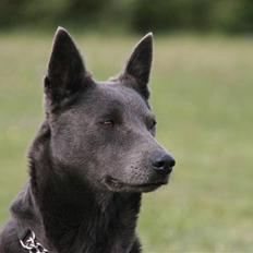 Australsk kelpie Xela