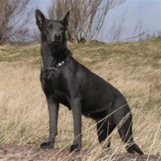 Australsk kelpie Xela