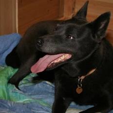 Australsk kelpie Xela