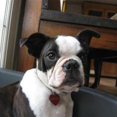 Boston terrier Nelly