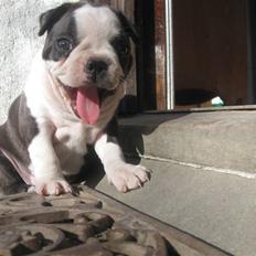 Boston terrier Nelly