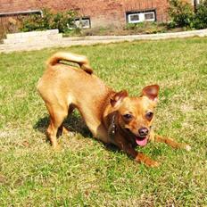 Blanding af racer Chihuahua/Dværgpinscher *~ Paya ~* R.I.P