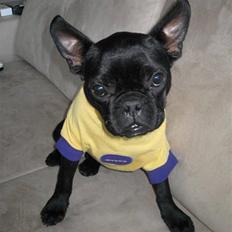 Blanding af racer Louis