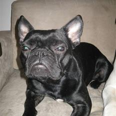 Blanding af racer Louis