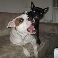 Blanding af racer Louis