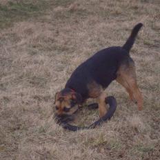 Border terrier Dalshøj´s Blue Diamond (Basse)