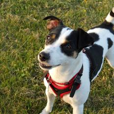 Blanding af racer Frida