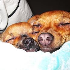 Blanding af racer Chihuahua/Dværgpinscher *~ Paya ~* R.I.P