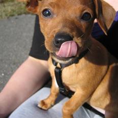 Blanding af racer Bailey