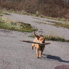 Blanding af racer Bailey