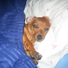 Blanding af racer Bailey