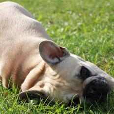 Fransk bulldog Chaque Chameur