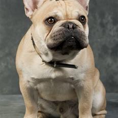 Fransk bulldog Chaque Chameur