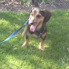 Gravhund Futte / Moster´s hund