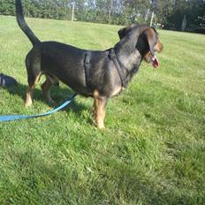 Gravhund Futte / Moster´s hund