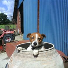 Dansk svensk gaardhund Mille