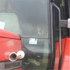 Dansk svensk gaardhund Mille