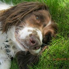 Engelsk springer spaniel Nuser