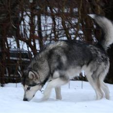 Alaskan malamute Uniq
