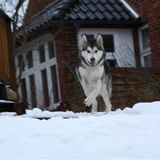 Alaskan malamute Uniq