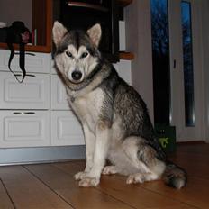 Alaskan malamute Uniq