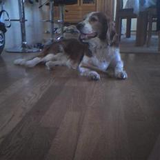 Welsh springer spaniel NIkko