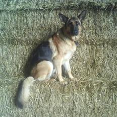 Schæferhund Roager´s Inka