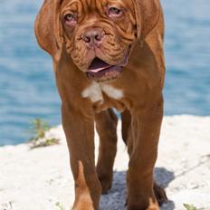 Dogue de bordeaux Boucheron R.I.P.