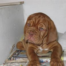 Dogue de bordeaux Boucheron R.I.P.