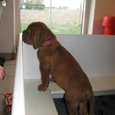 Dogue de bordeaux Boucheron R.I.P.