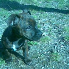 Blanding af racer Aya