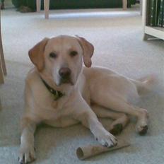 Blanding af racer Zacho