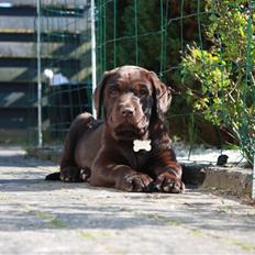 Labrador retriever Paris