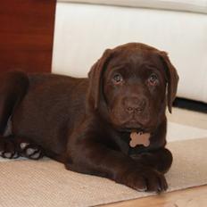 Labrador retriever Paris